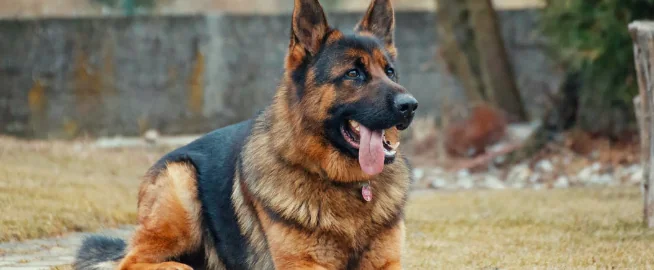Ashley Cole, spesa folle: 23.000 euro per un cane